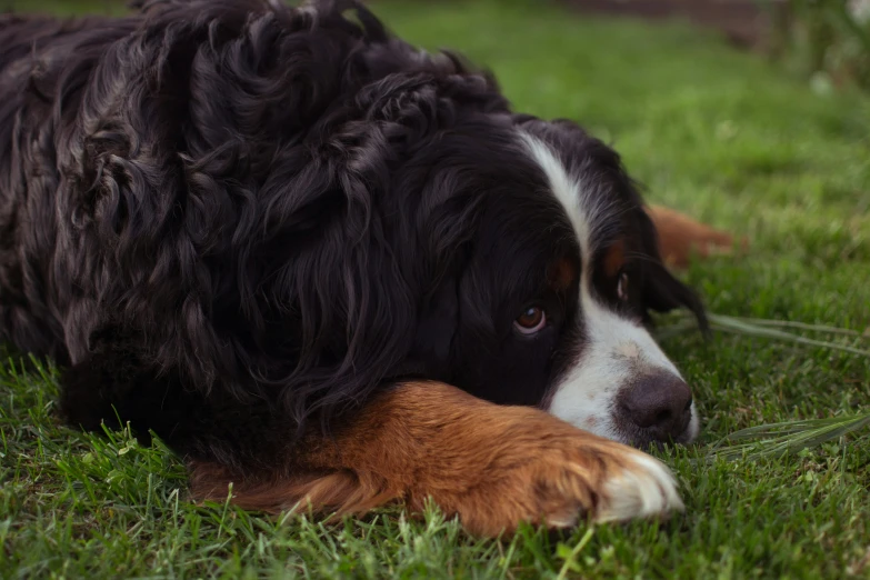 a large black and white dog laying in grass