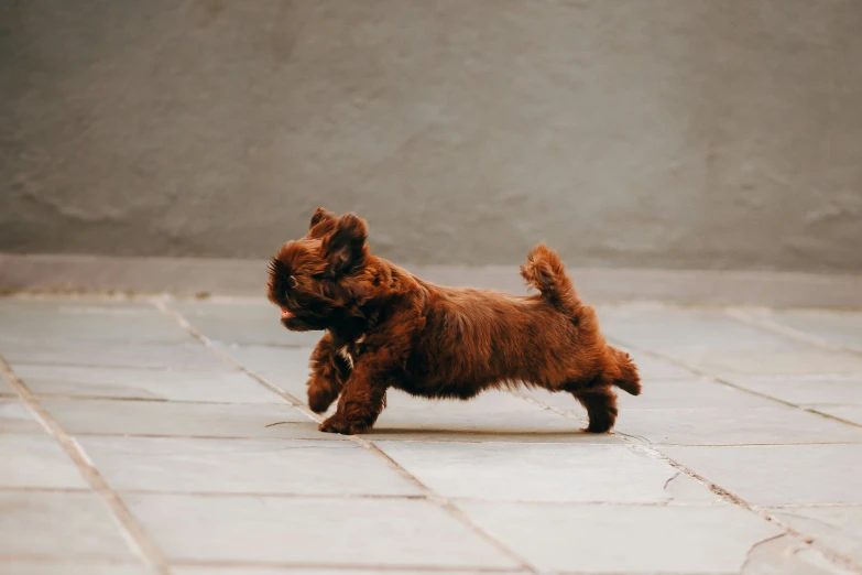 small brown dog is running across a floor