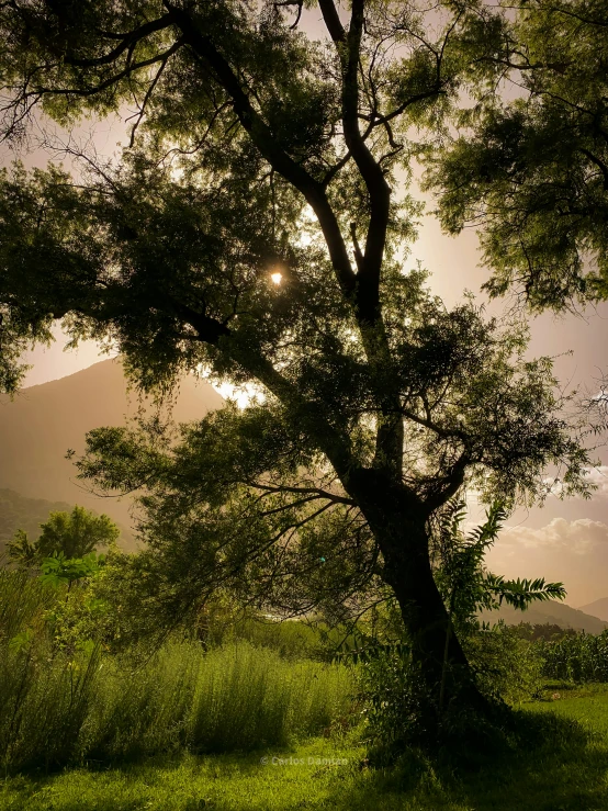 the sun shines on trees in the mountains behind a pasture