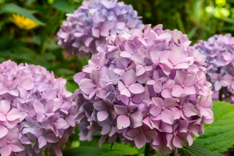 several purple lilacs blooming in the sun and on