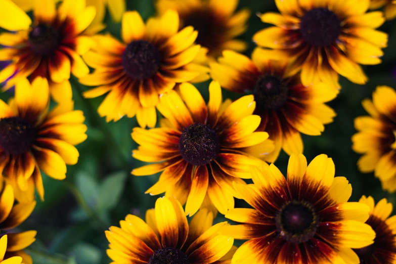 a bunch of sunflowers with yellow and maroon petals