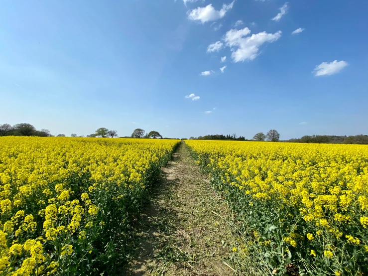 a dirt path through the middle of a large field