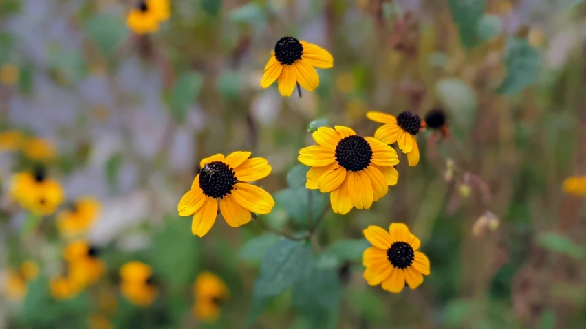 several yellow flowers in a patch of grass