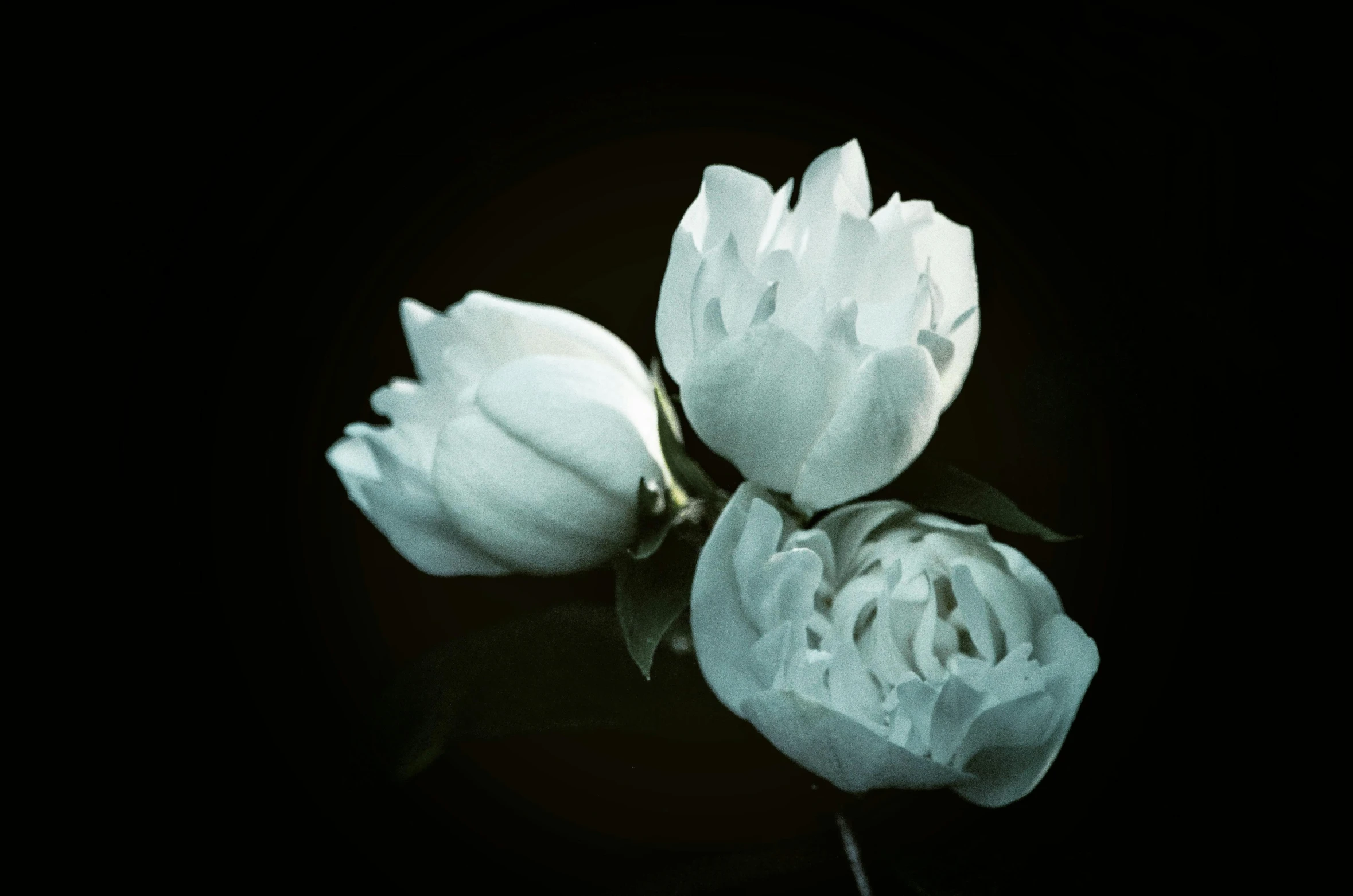 two white flowers are in front of a black background