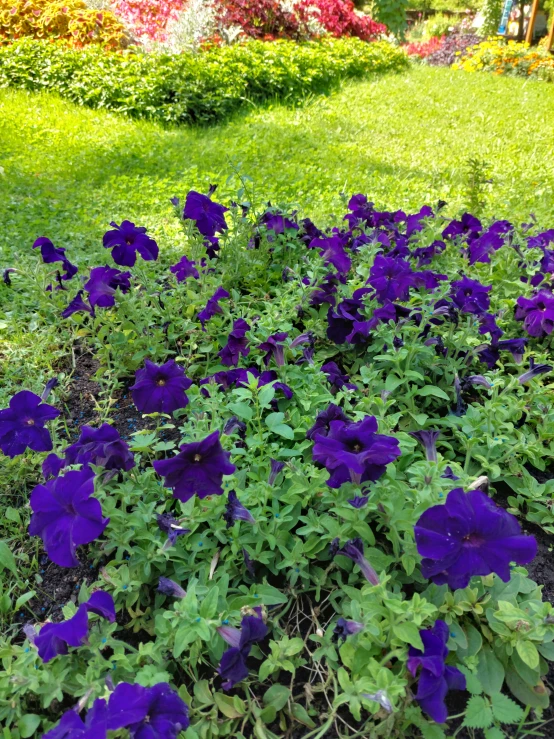 purple flowers blooming near the grass in a park