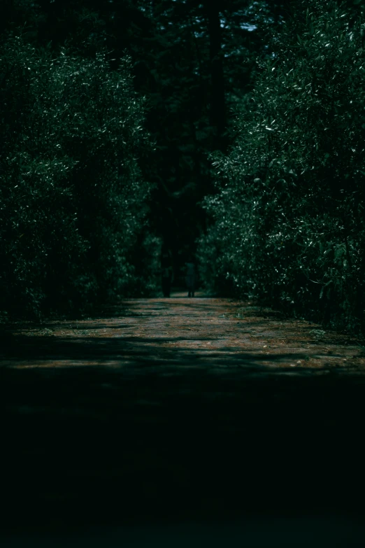 trees line a road in the dark