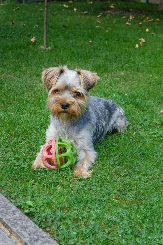 a small gray and brown dog laying on top of green grass