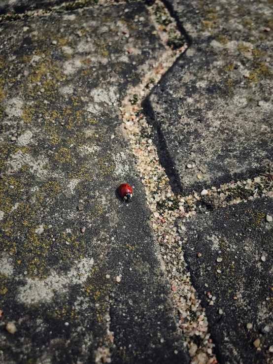 the small red bug is sitting on a rock