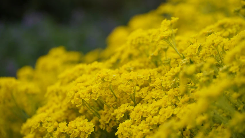 some yellow flowers in some green grass