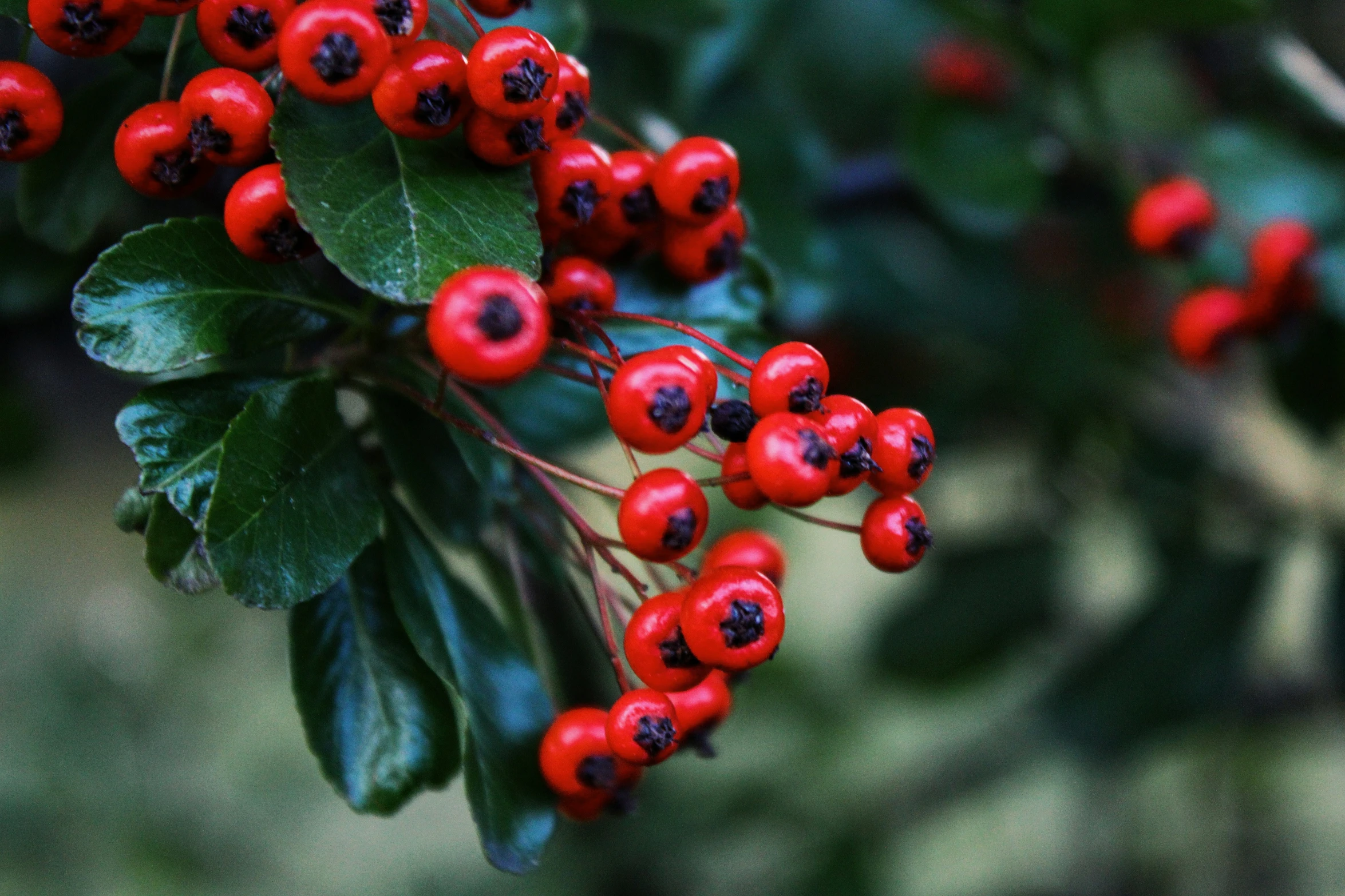 some red berries on the tree near some leaves