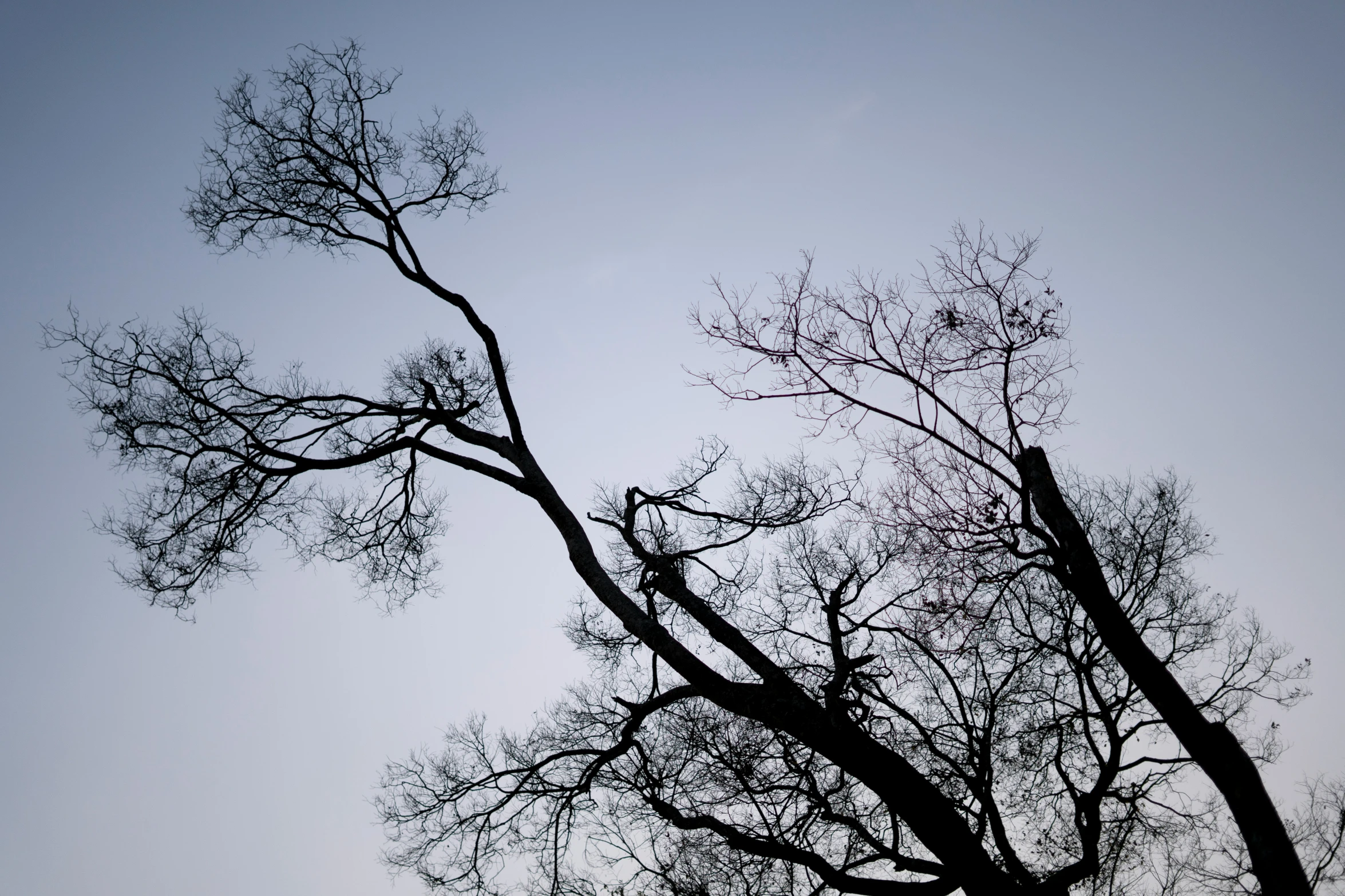 the top view of a very tall tree in a park