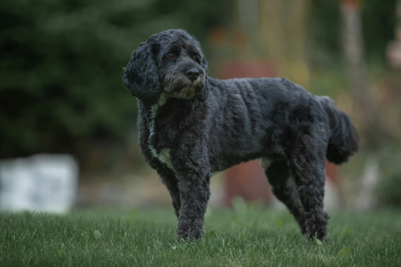 a black dog stands in a field on grass