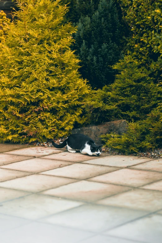 cat sleeping in the middle of garden in front of yellow trees