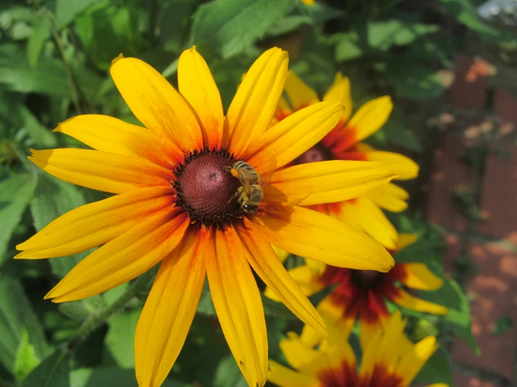 a close - up of a yellow flower with a bee on it