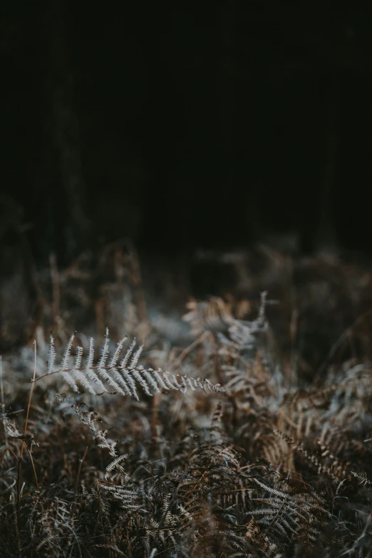 a fern fern in a field with snow on it