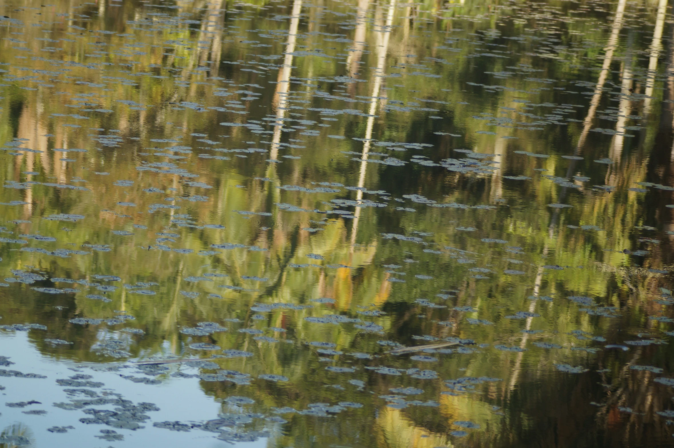 water reflecting the trees and grass with ripples in it