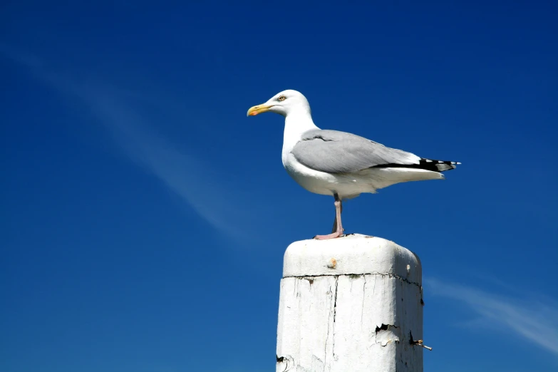 a bird is sitting on top of a pole