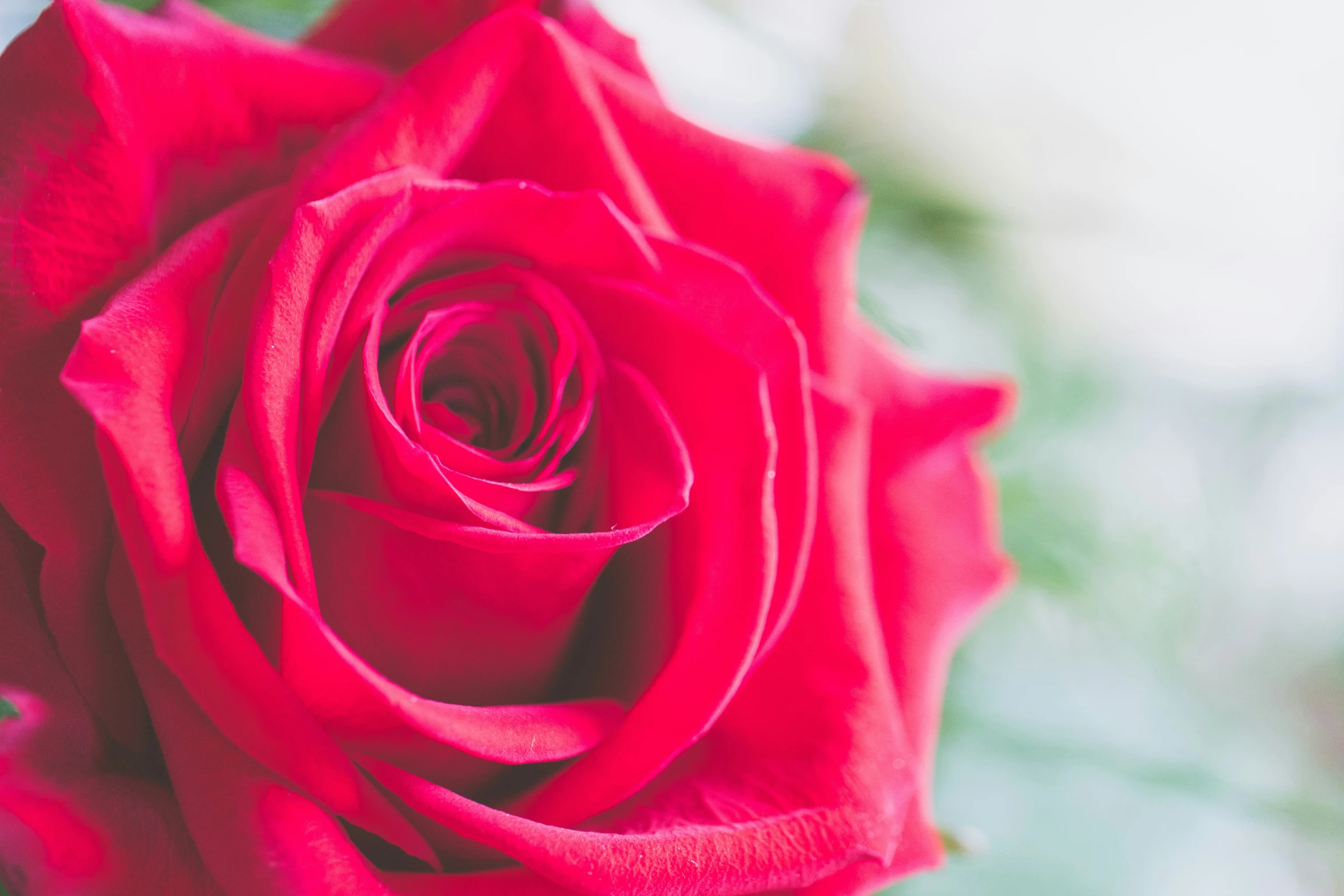 a close up po of a red rose