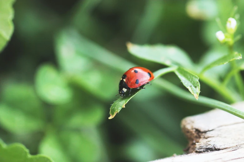 a lady bug is sitting on a green leaf