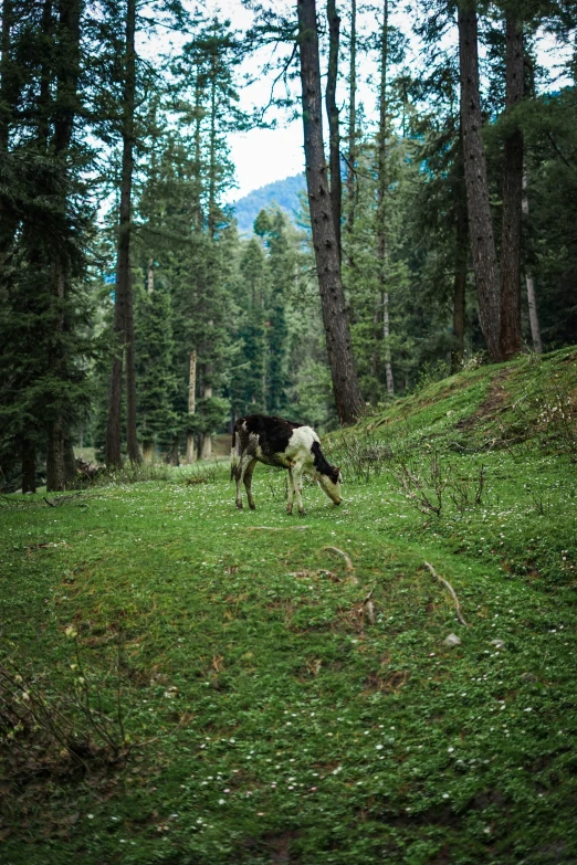 a cow grazing in a field near trees