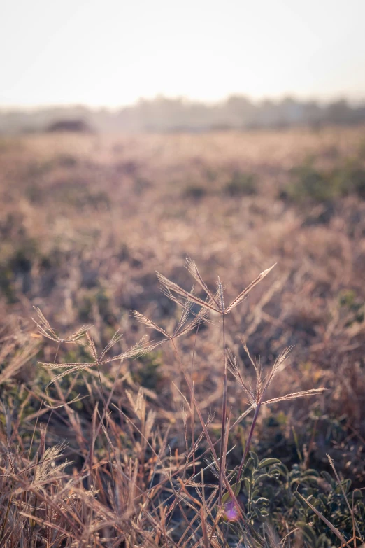 dry grass in an open field during the day