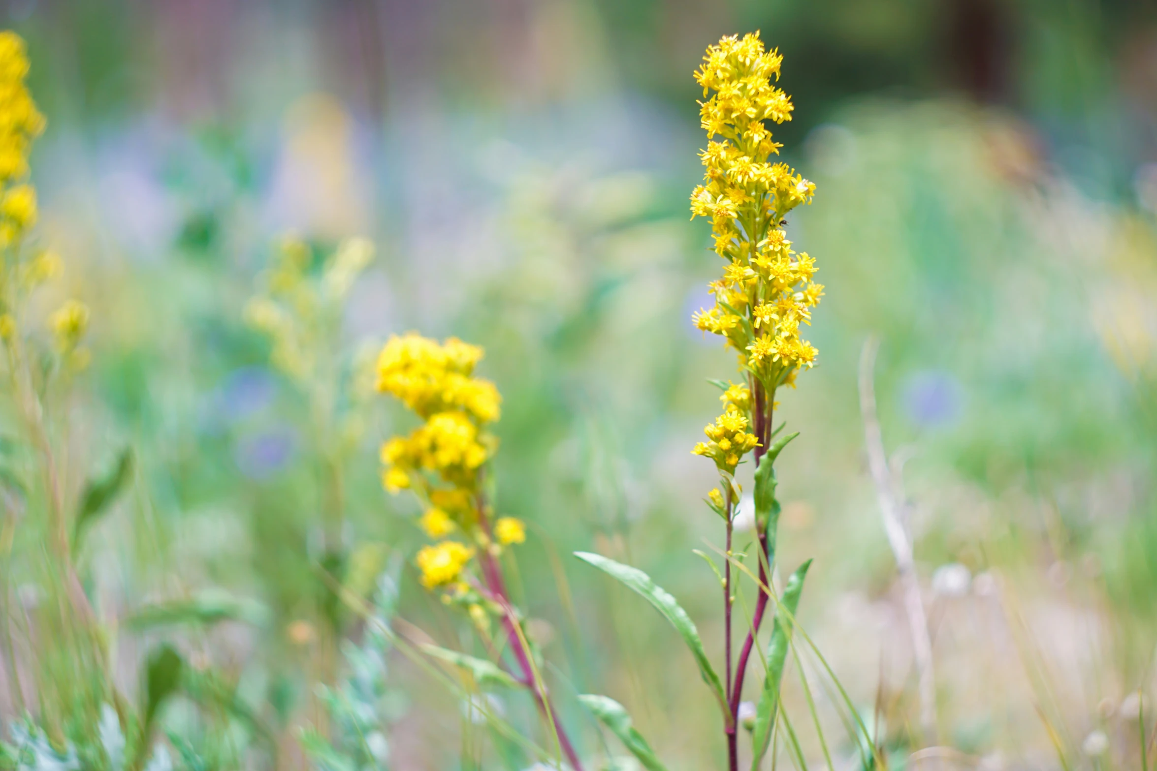 a tall yellow plant standing in a grassy field