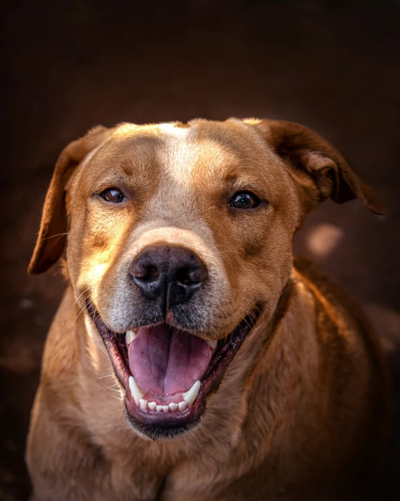a close up of a dog smiling at the camera