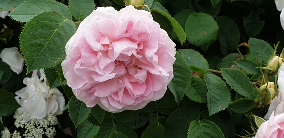 pink flowers growing in the middle of some plants