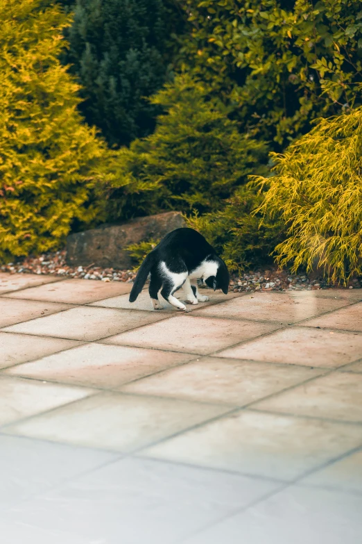 a cat standing on a cement slab between a hedge and rocks