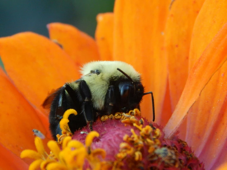 a bum on a flower in its natural habitat