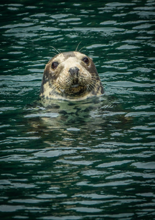 a grey seal swimming in green water with a brown face