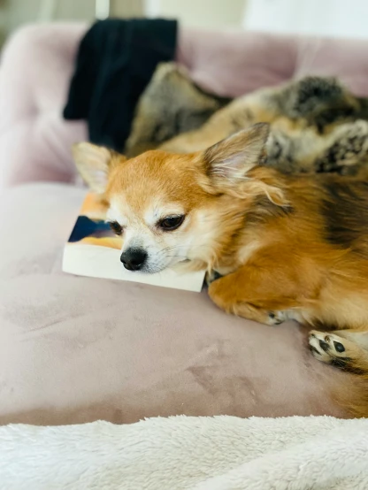 an adorable dog laying on top of a pink bed next to another dog
