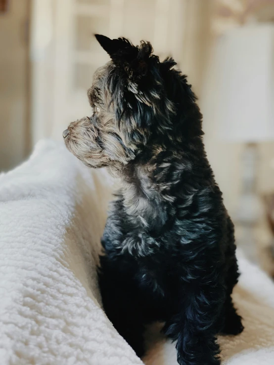 there is a small dog sitting on the edge of a bed