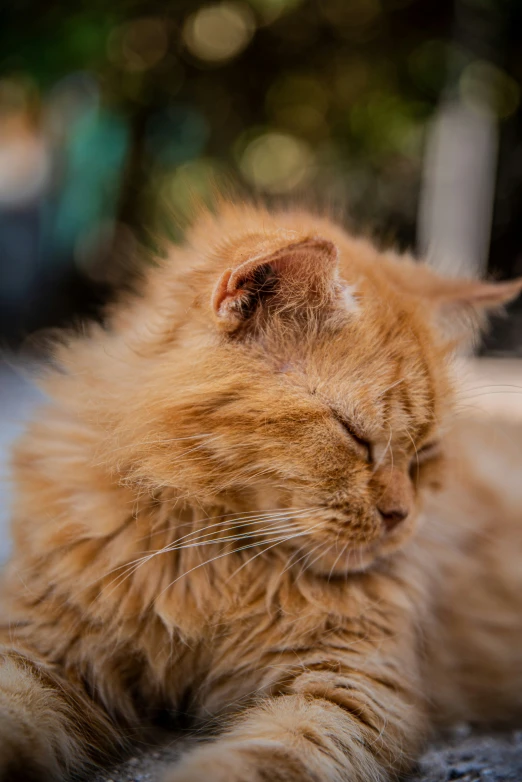 a very pretty cat sleeping in the sun