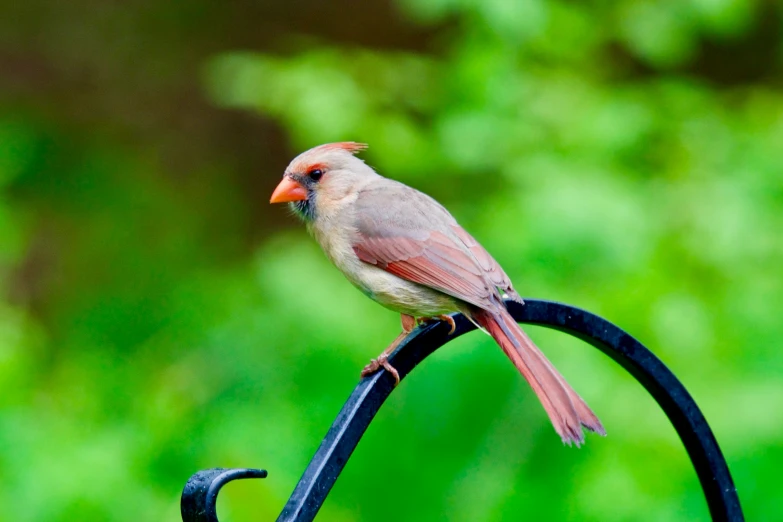 a bird perched on top of a wrought iron post