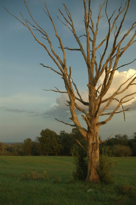 a tree in the middle of a field near trees