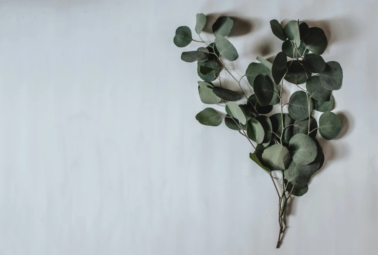 leaves laid out in front of a wall