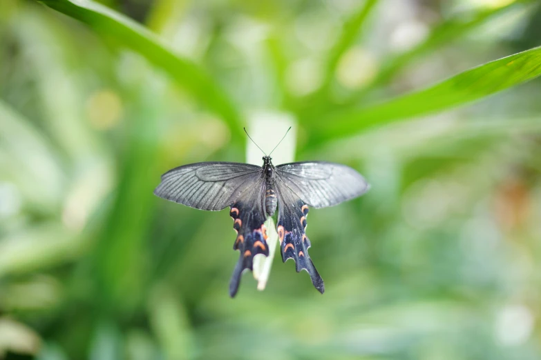 a large black and brown erfly sitting on top of a green plant