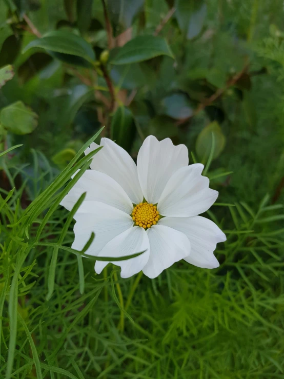 a small white flower in the middle of some green grass