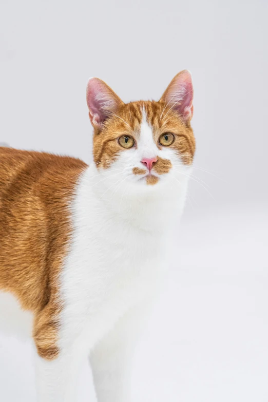 an orange and white cat looking at the camera