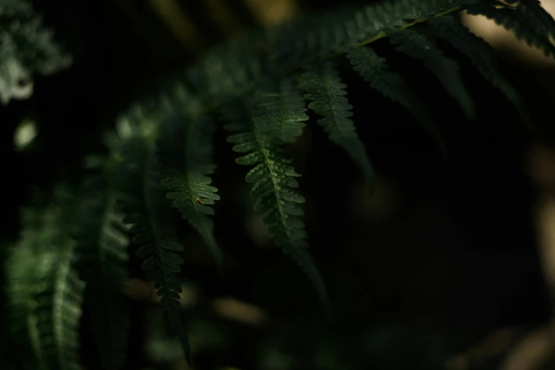 a closeup s of a green leaf