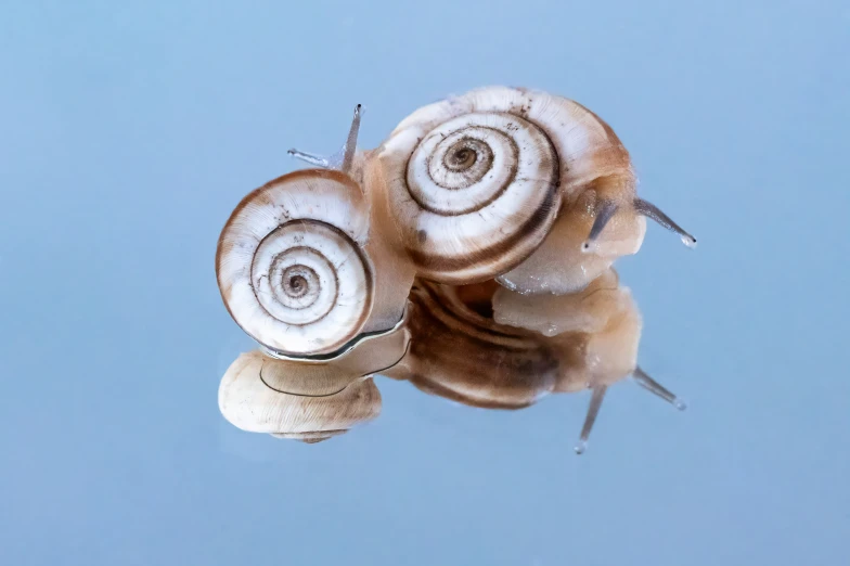 three snails swimming in a body of water