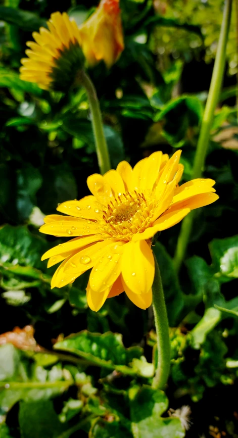 a close up s of a bright yellow flower in a grassy field