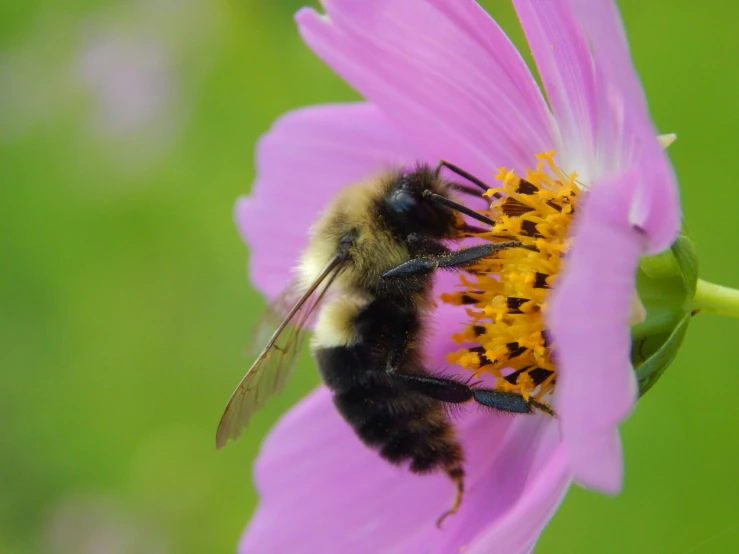 a bee sitting on top of a pink flower