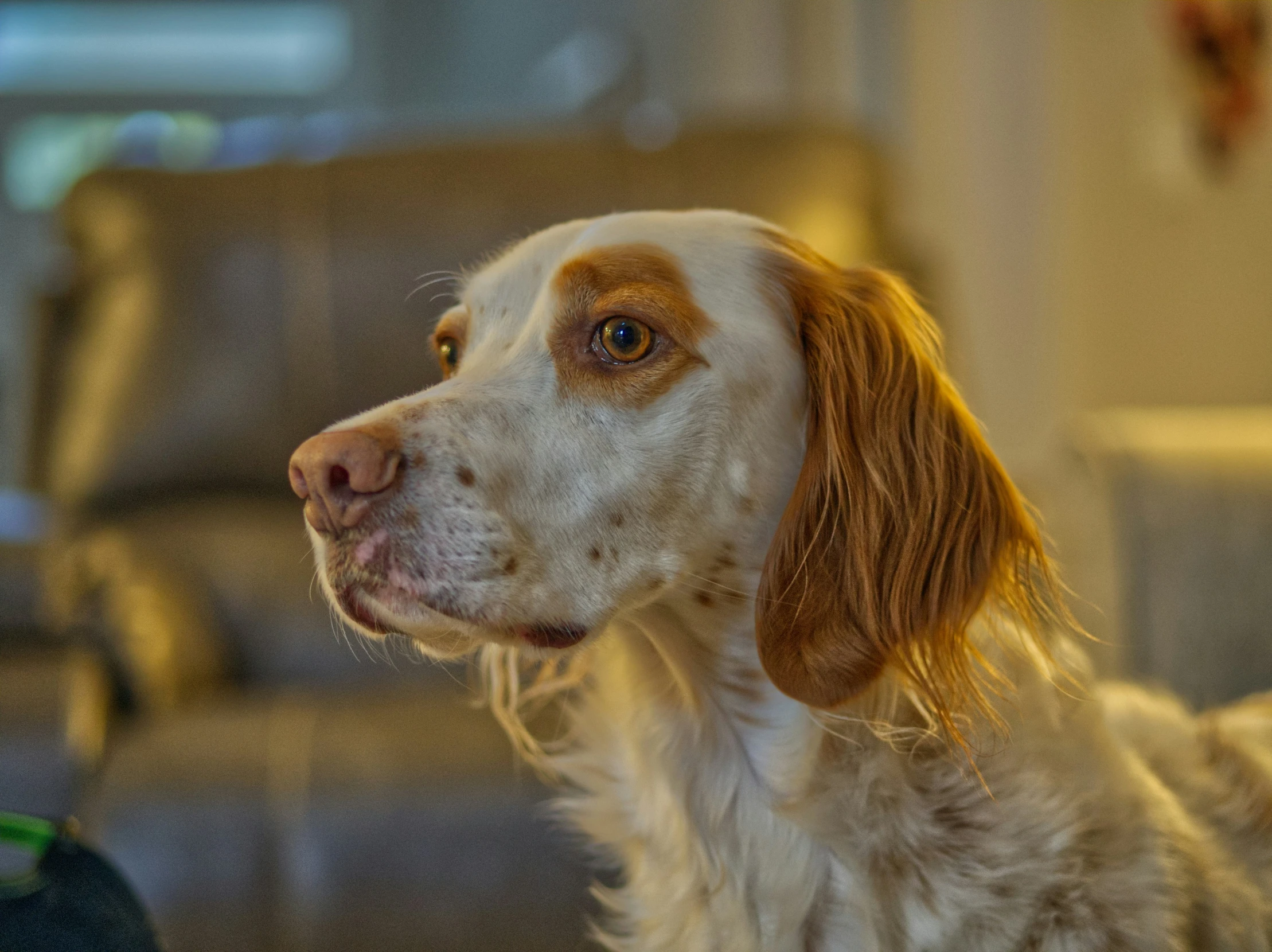 a brown and white dog sitting on top of a couch