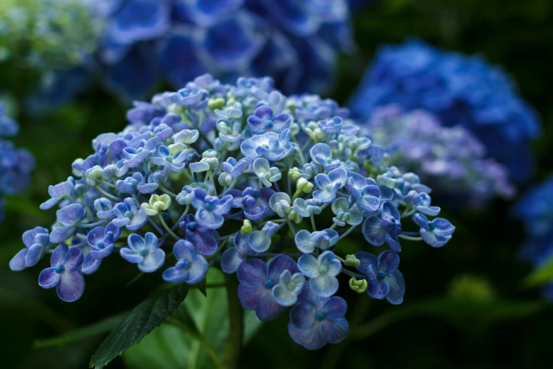 blue flowers growing on top of green plants