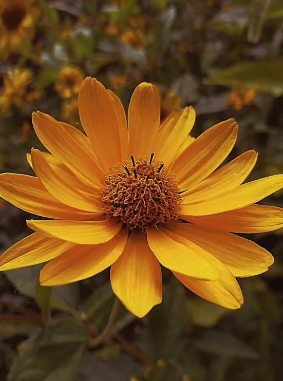 a yellow sunflower standing in the field