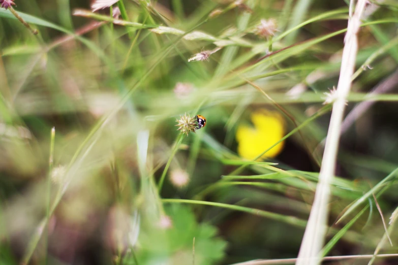 the little bug is sitting on the green grass