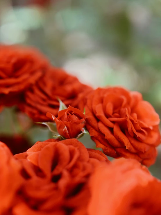 some orange flowers are lying on top of each other