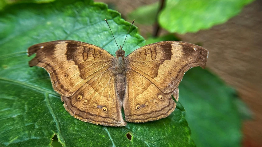 a yellow and brown erfly resting on a green leaf